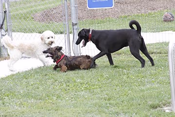 Happy Tails Dog Park photo 2